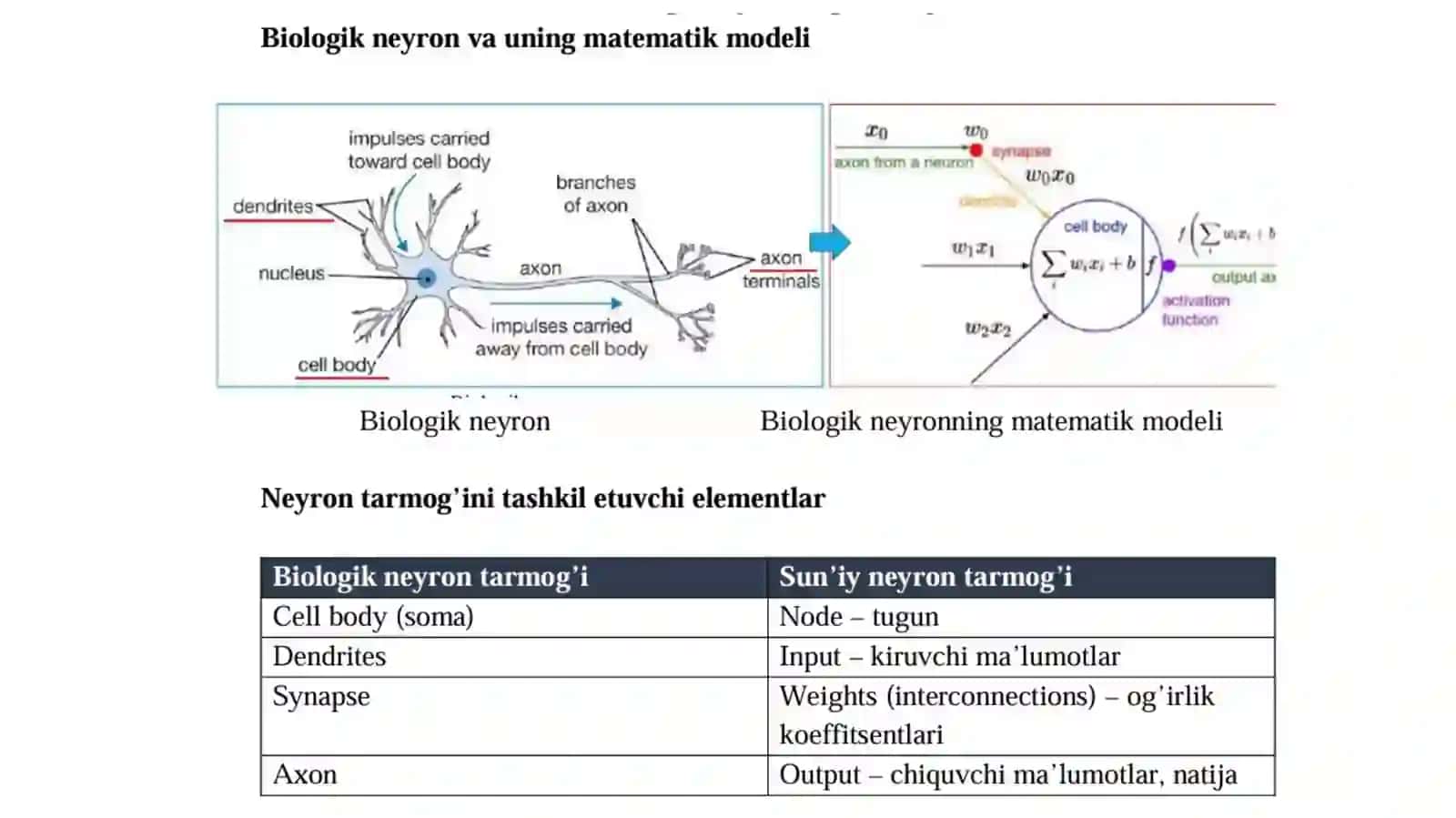 Biologik neyron 4
