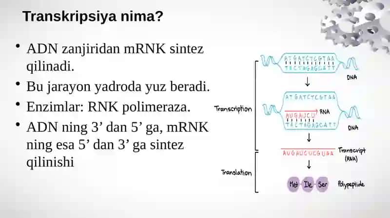 Oqsil biosintezi 4