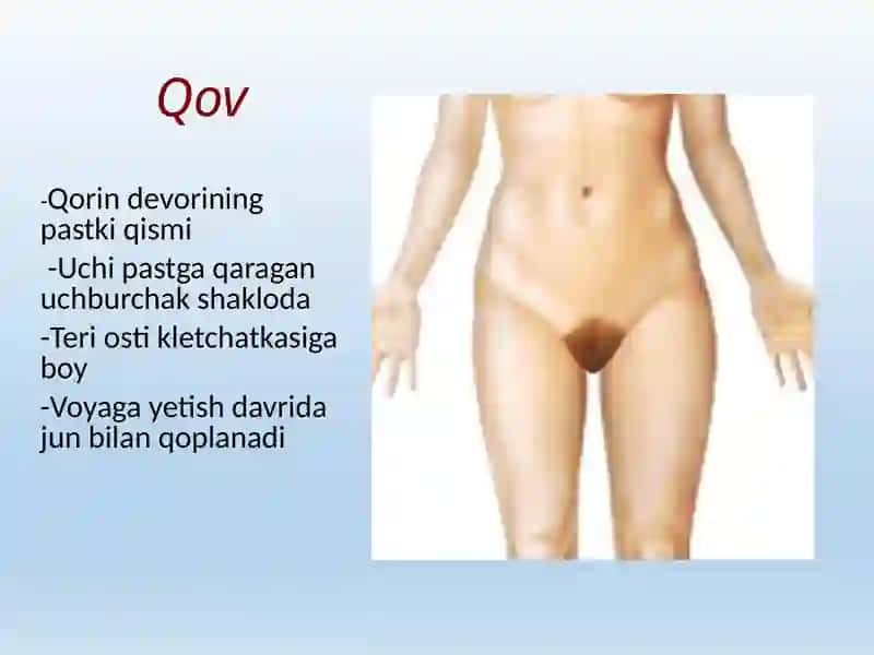 Ayollar jinsiy azolarining klinik anatomiyasi. Tug’ruq yo’llari. 4
