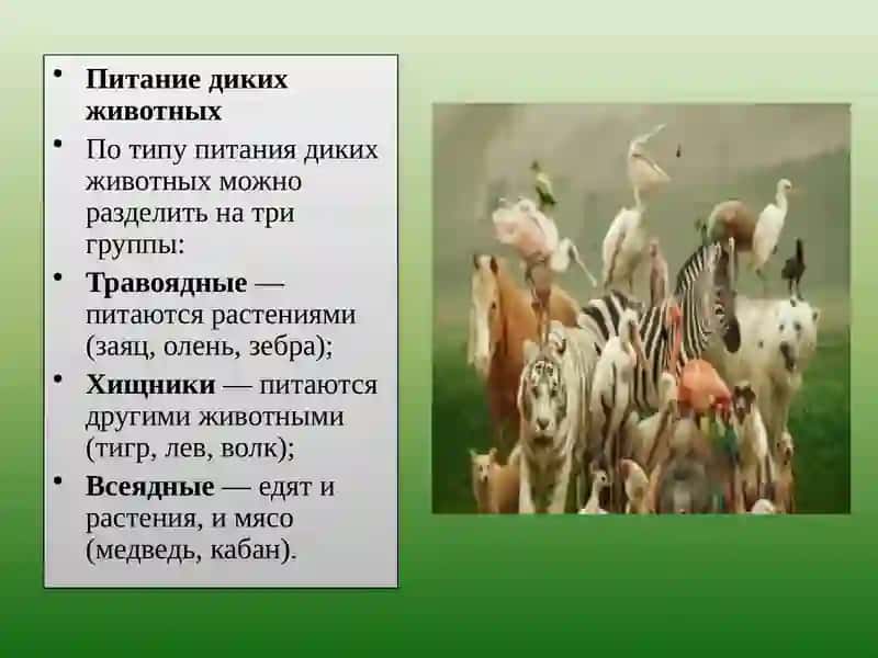 Дикие животные 4