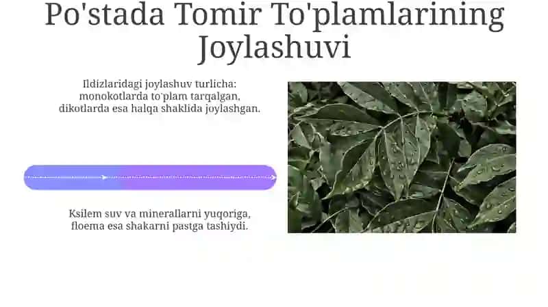 Tomir to'plamlari haqida 4