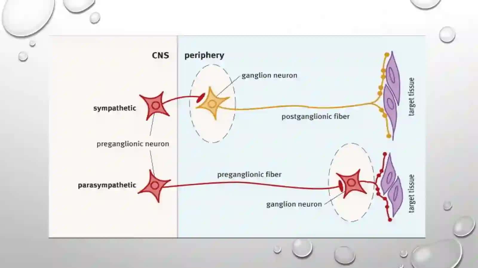 Vegetativ nerv sistemasining o'rganish 4