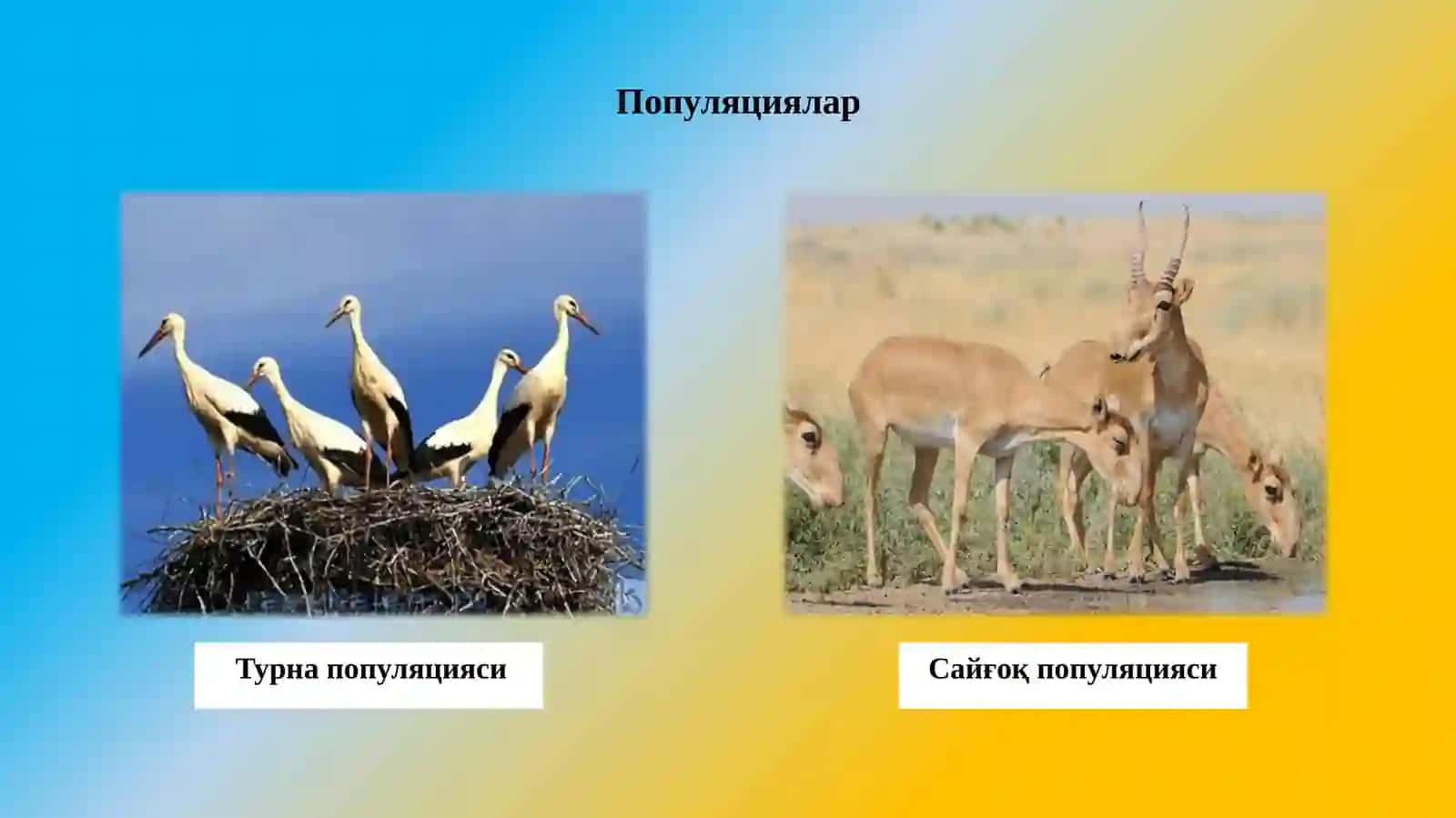 Популяциялар экологияси 4