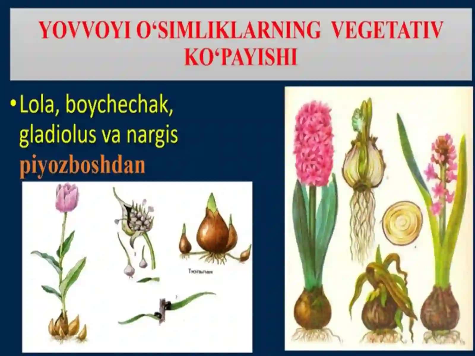 O’simliklarning vegetativ ko’payishi 4