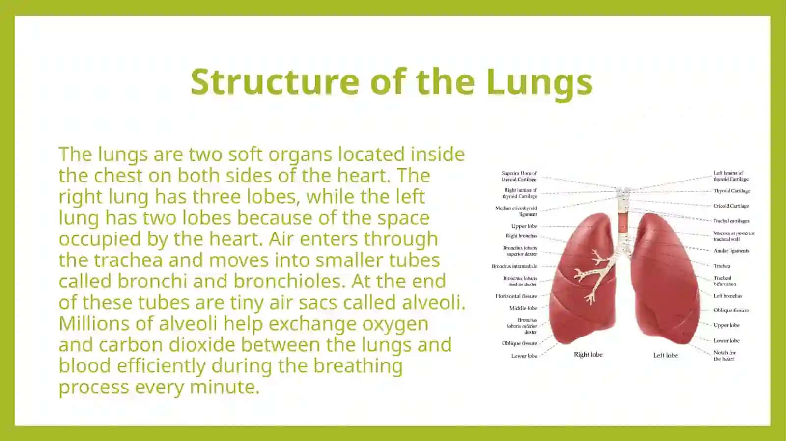 Lungs and a pulmonary system 4