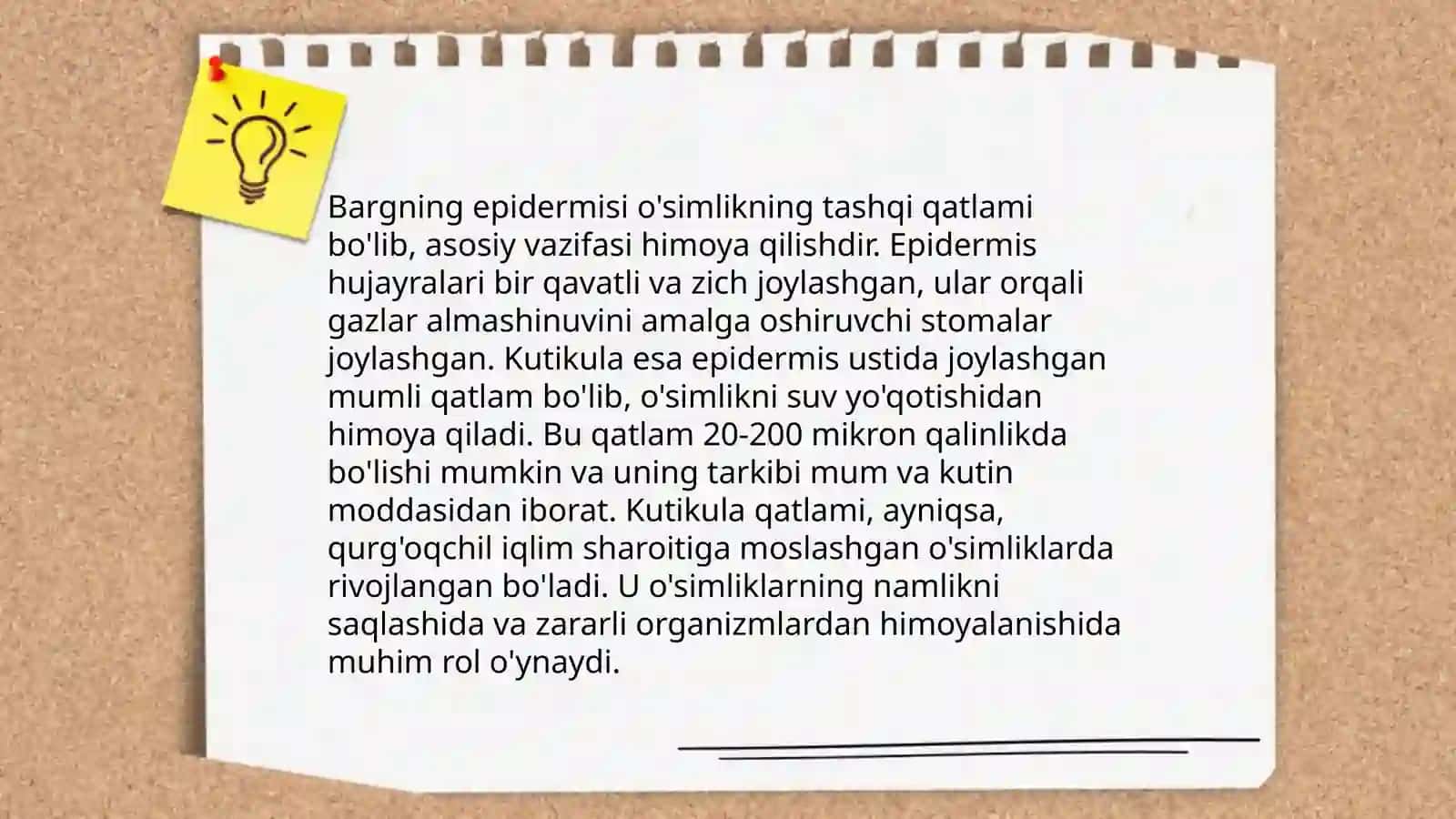 Bargning marfologik va anatomik tuzilishi,funksiyasi 4