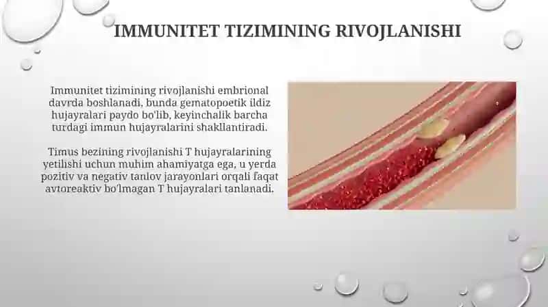 Immunitet tizimining shakllanishi va rivojlanishi 4