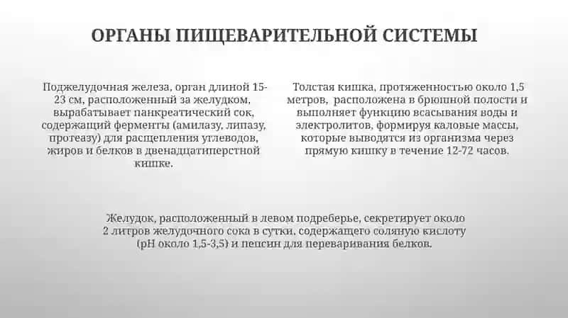 Система пищеварения 4