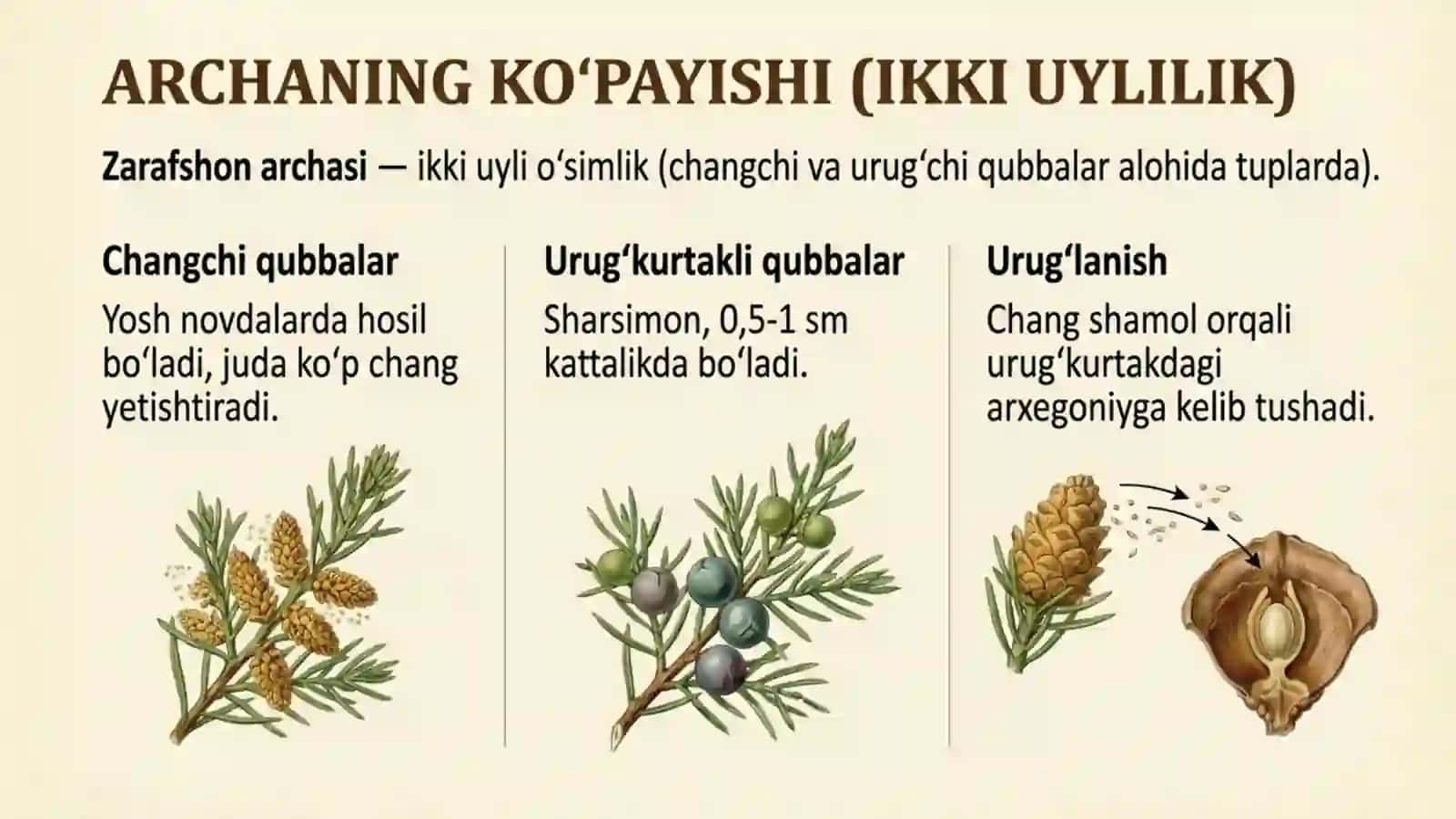 Ochiq urug'li o'simliklar bo'limi: Archa 4