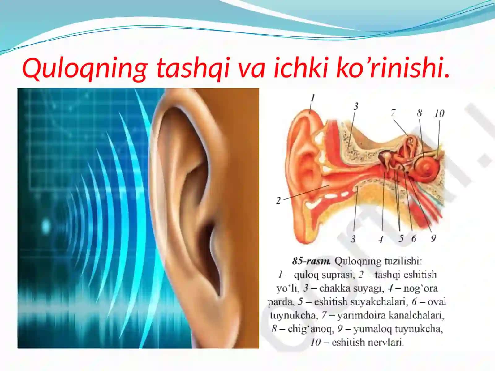 Eshitish analizatori mavzusi 4