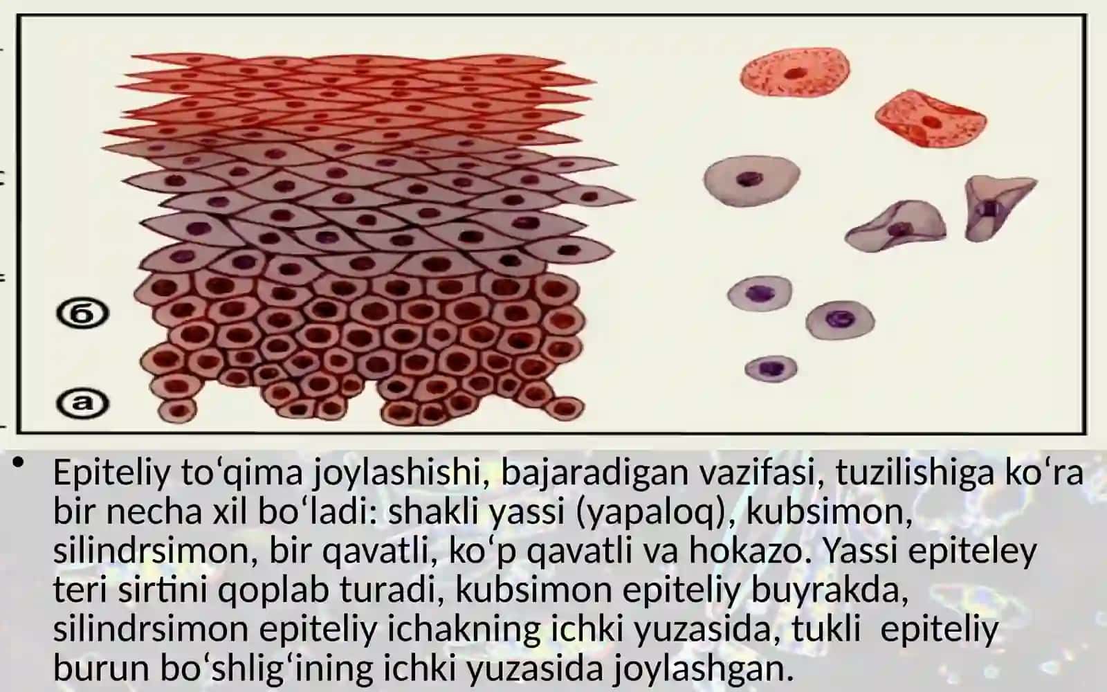 To‘qimalar, organlar va organlar sistemasi 4