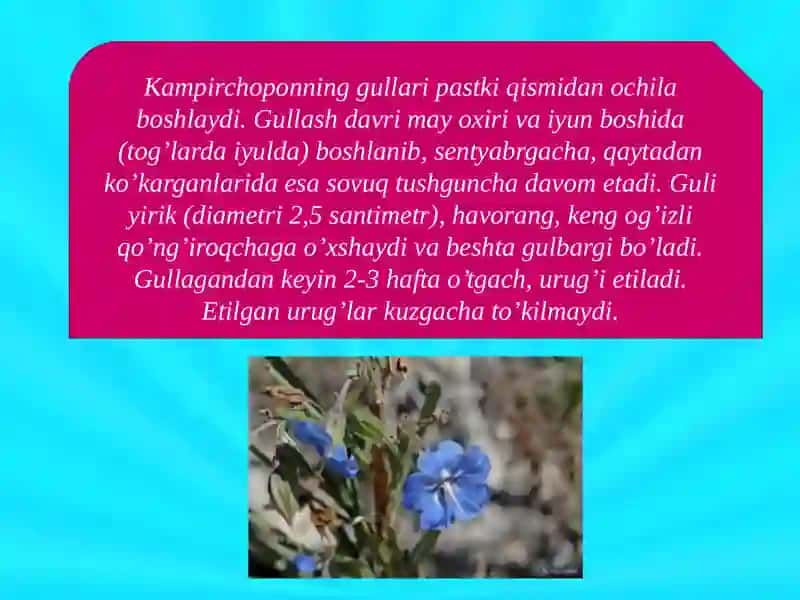 Zaharlibegona o'tlar 4