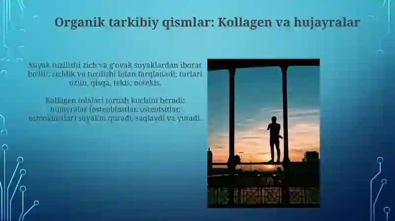 Suyaklarning tuzilishi va turlari 4