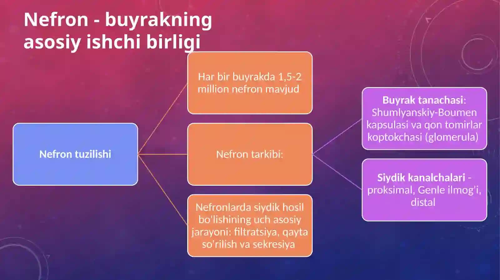 Buyraklar faoliyatining boshqarilishi 4