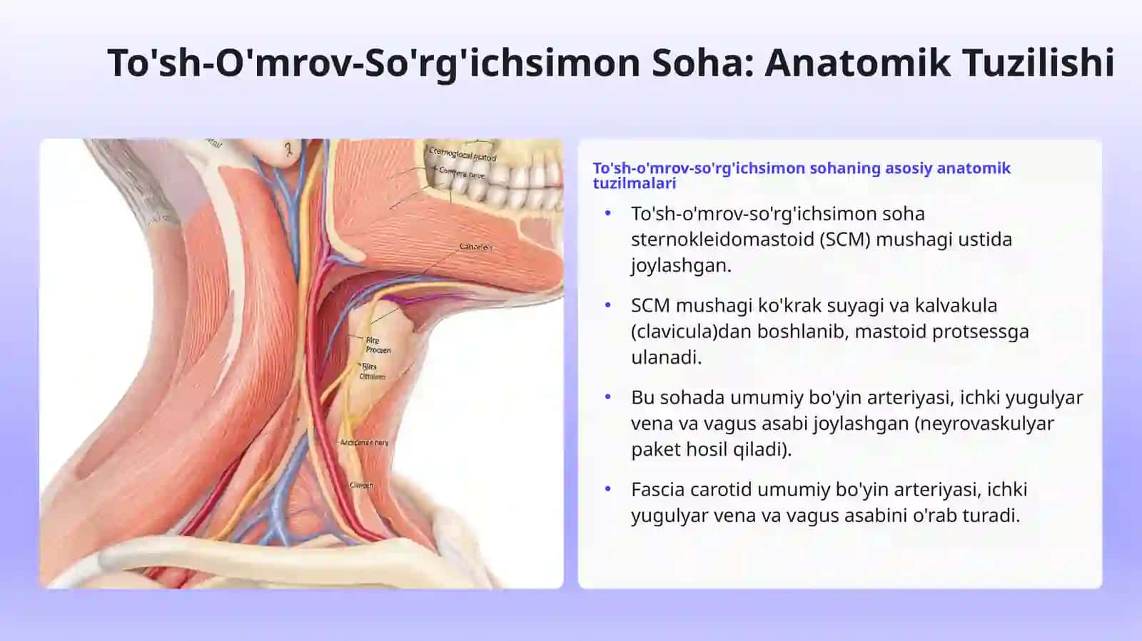 Bo'yinning yon va to'sh-o'mrov-so'rgichsimonsohalari 4