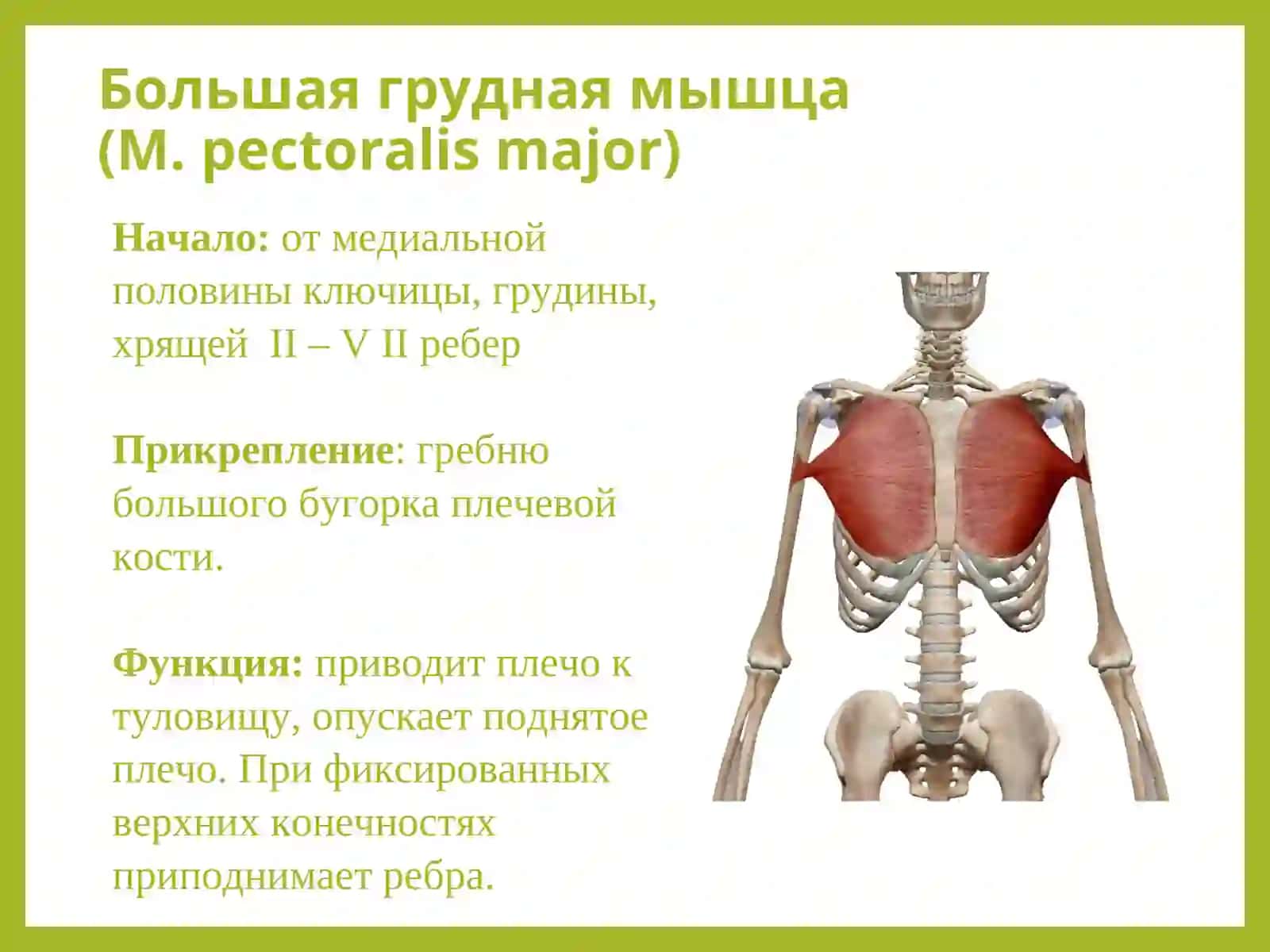 Мышцы груди (pectus musculi) 4
