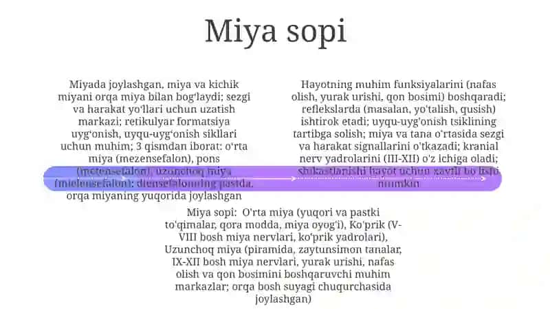 Limbik tizimning tuzulishi 4