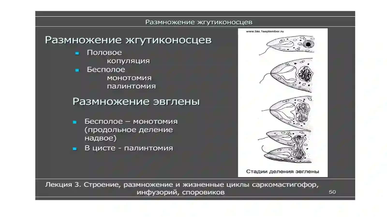 Класс жгутиковые 4