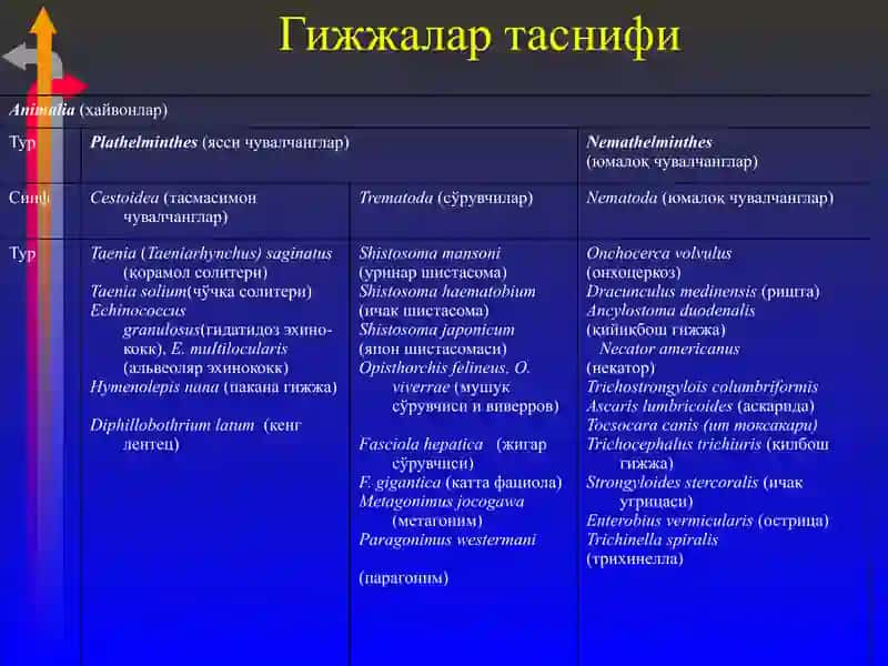 Гижжа касалликлари 4