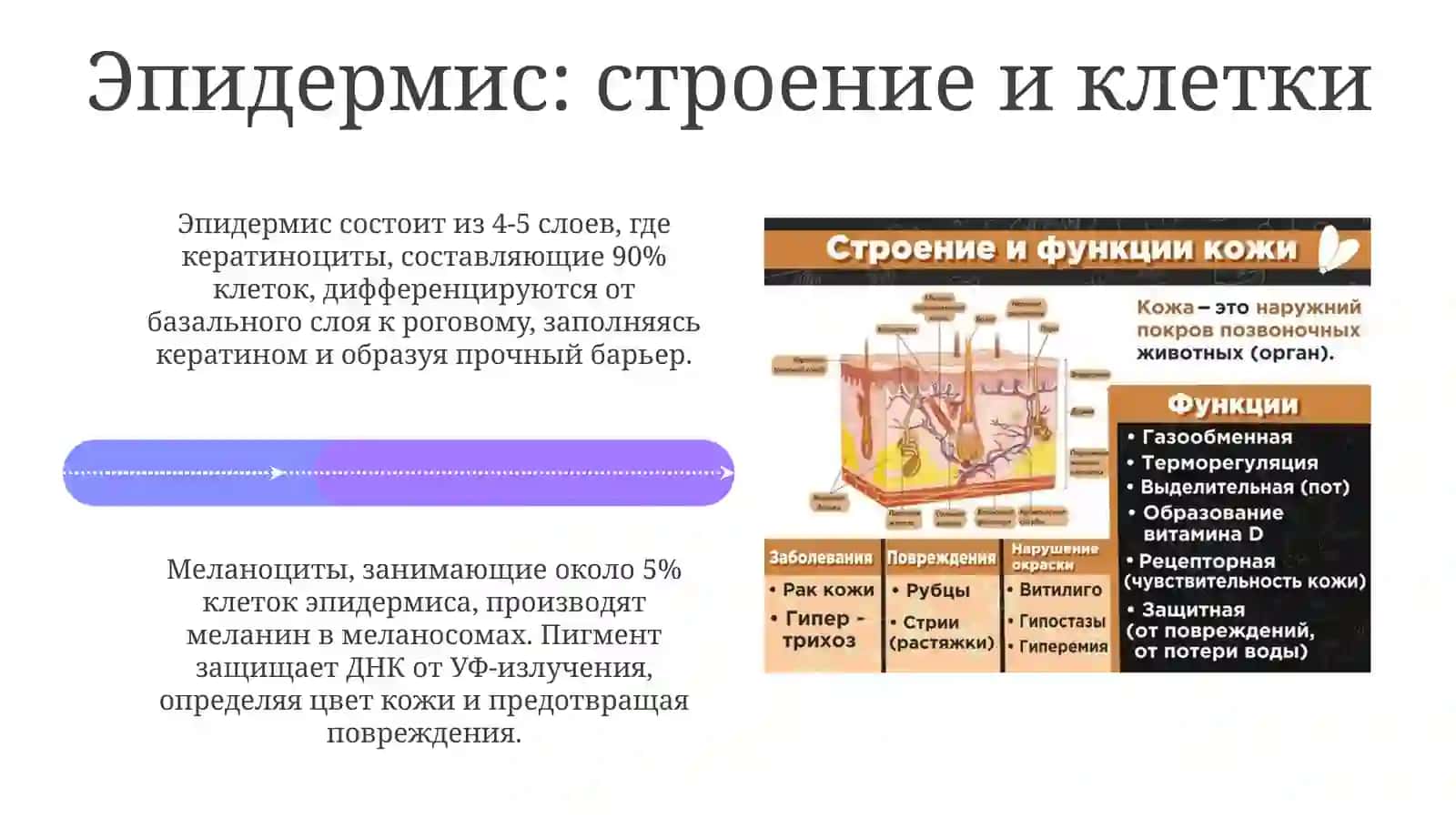 Строение и состав кожи 4