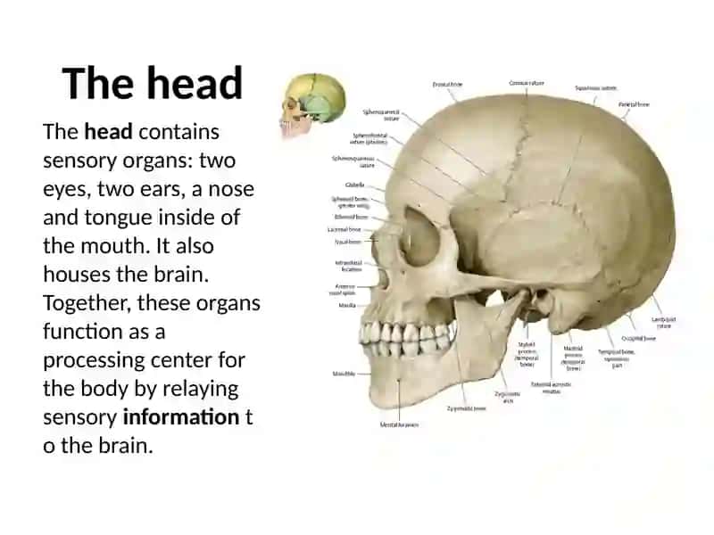 Skeleton System 4