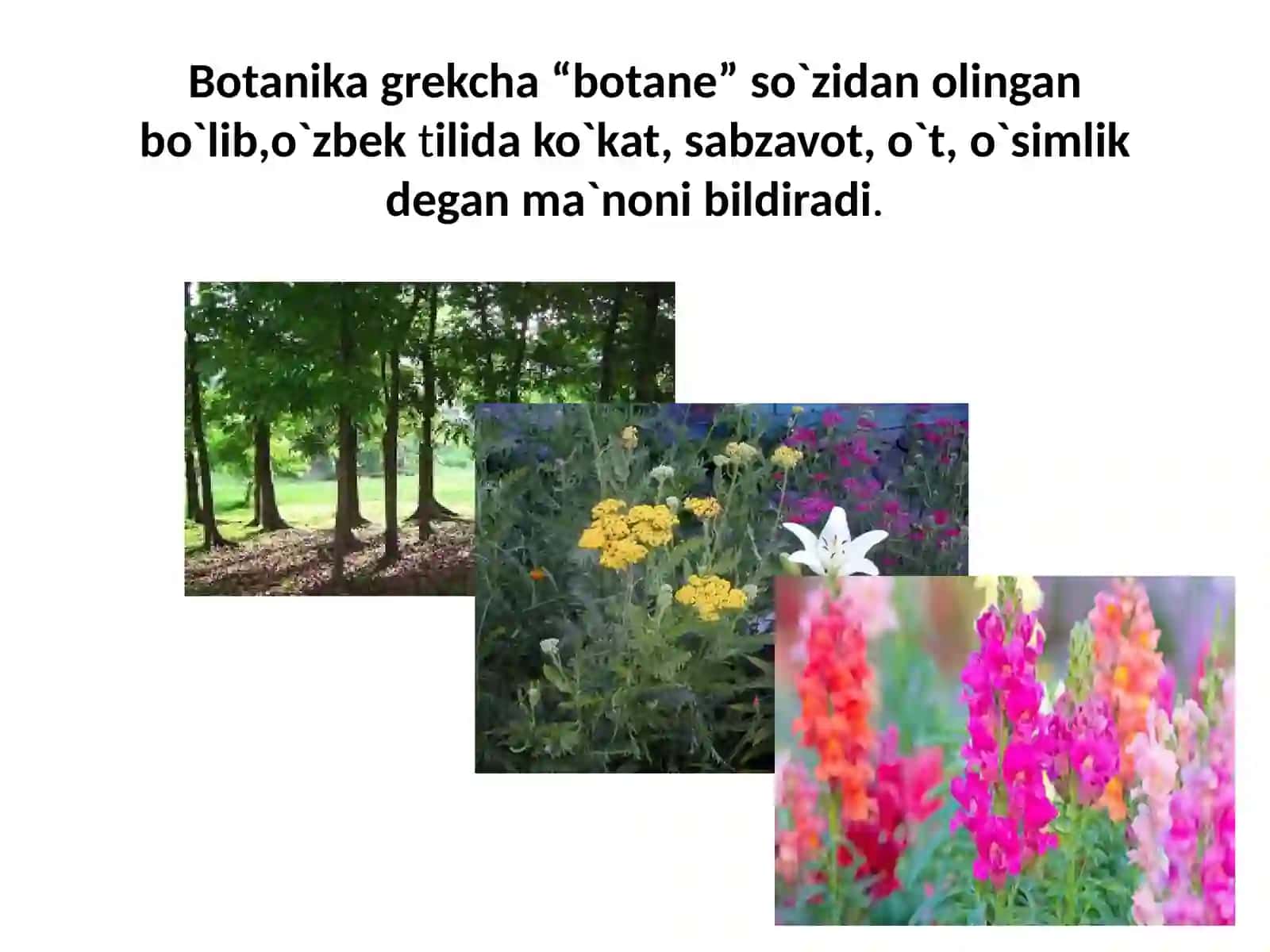 O`SIMLIKLAR XILMA-XILLIGI 4