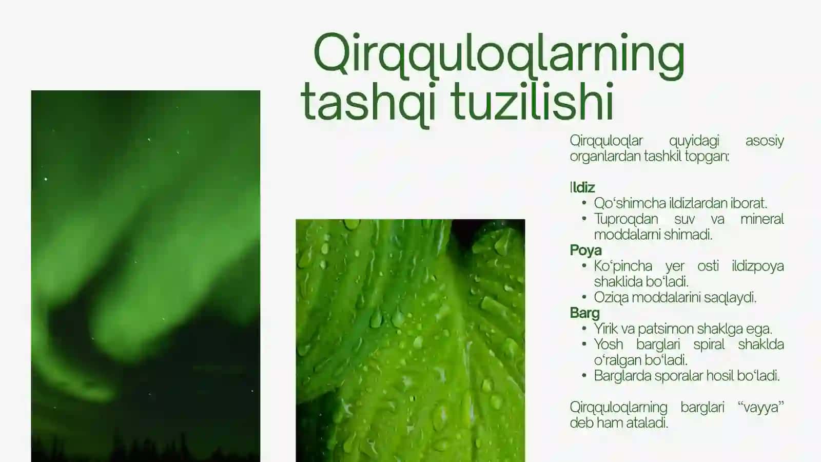 QIRQQULOQ  TOIFA  O’SIMLIKLAR 4