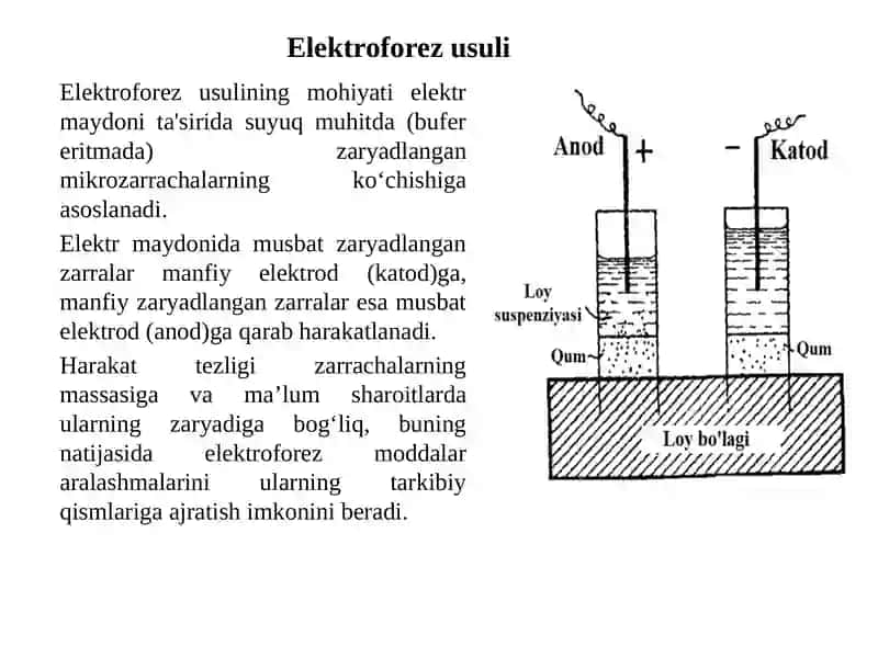 Elektroforez 4