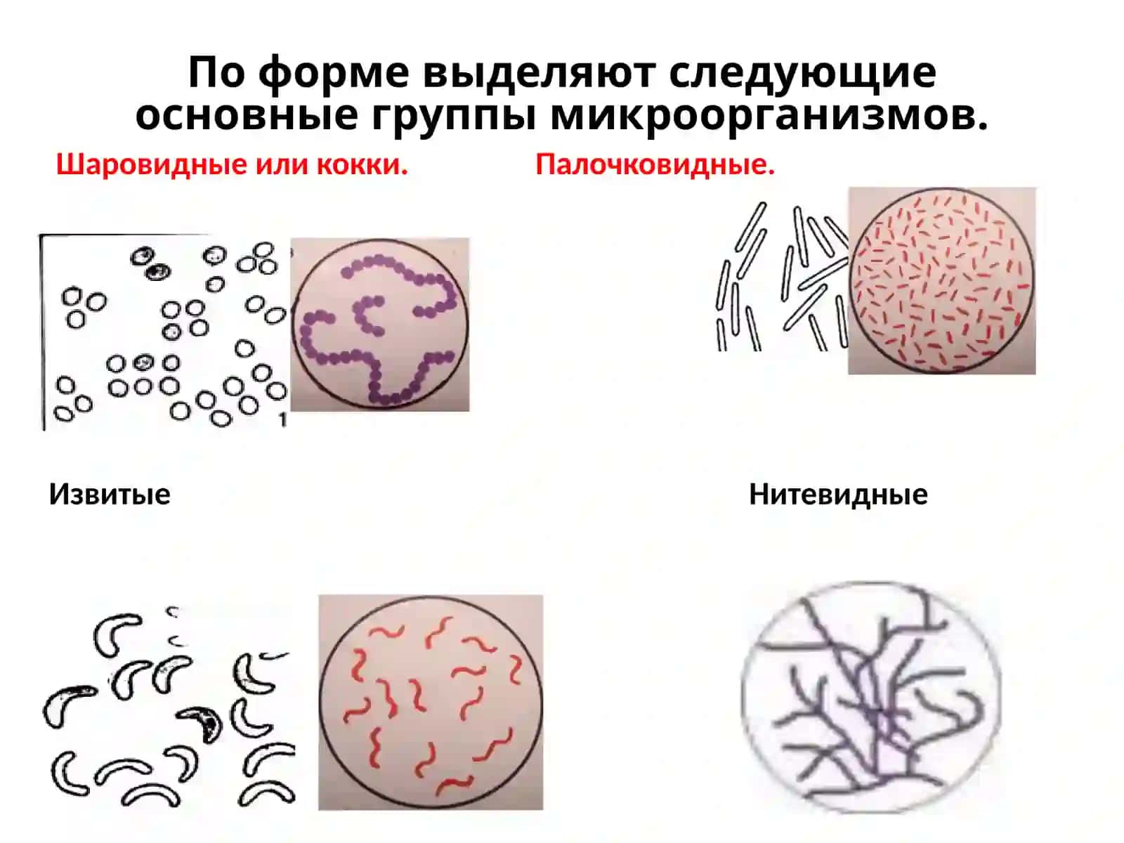 Бактерия ва Вирус 4