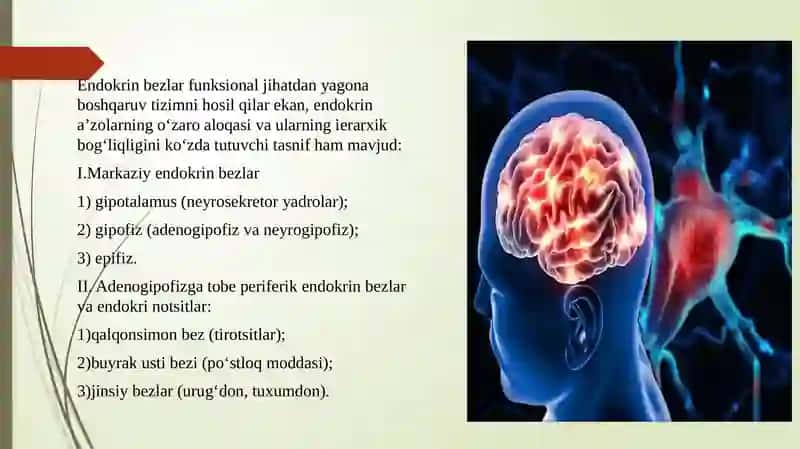 Endokrin va nerv tizimining aloqasi 4