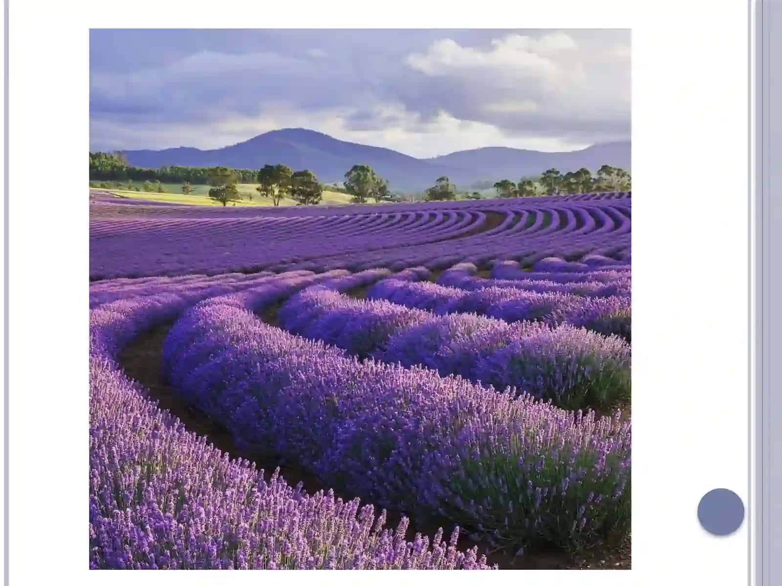Lavanda o'simligining dorivor xususiyatlari 4