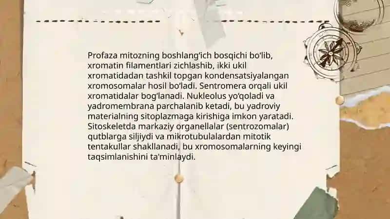 Mitoz va uning ahamiyati 4