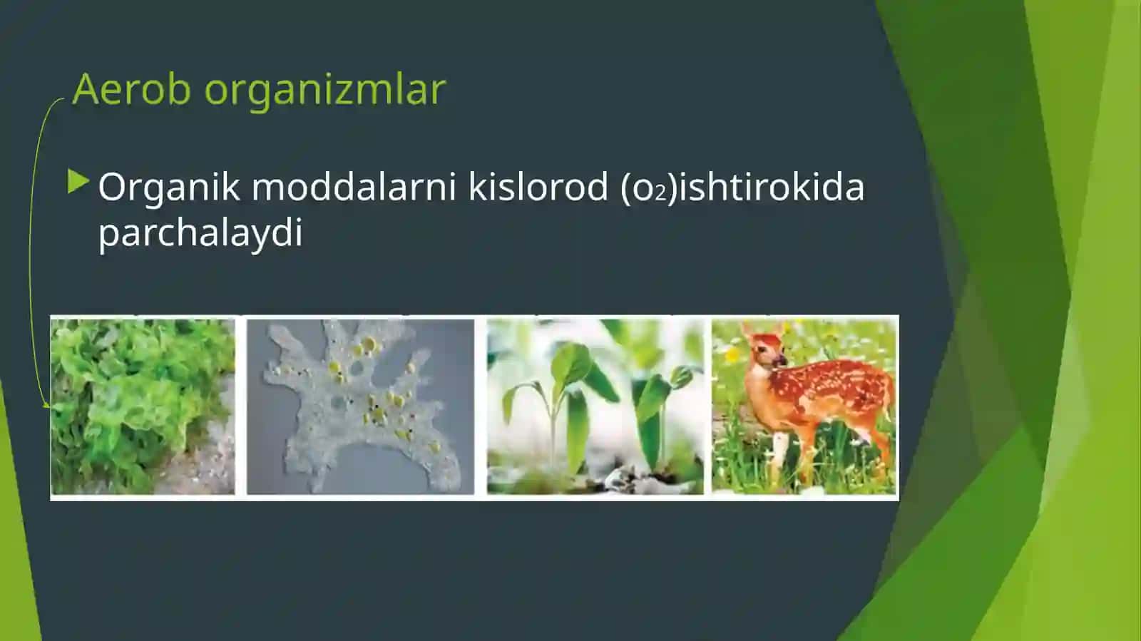 O‘SIMLIKLARNING NAFAS OLISHI 4