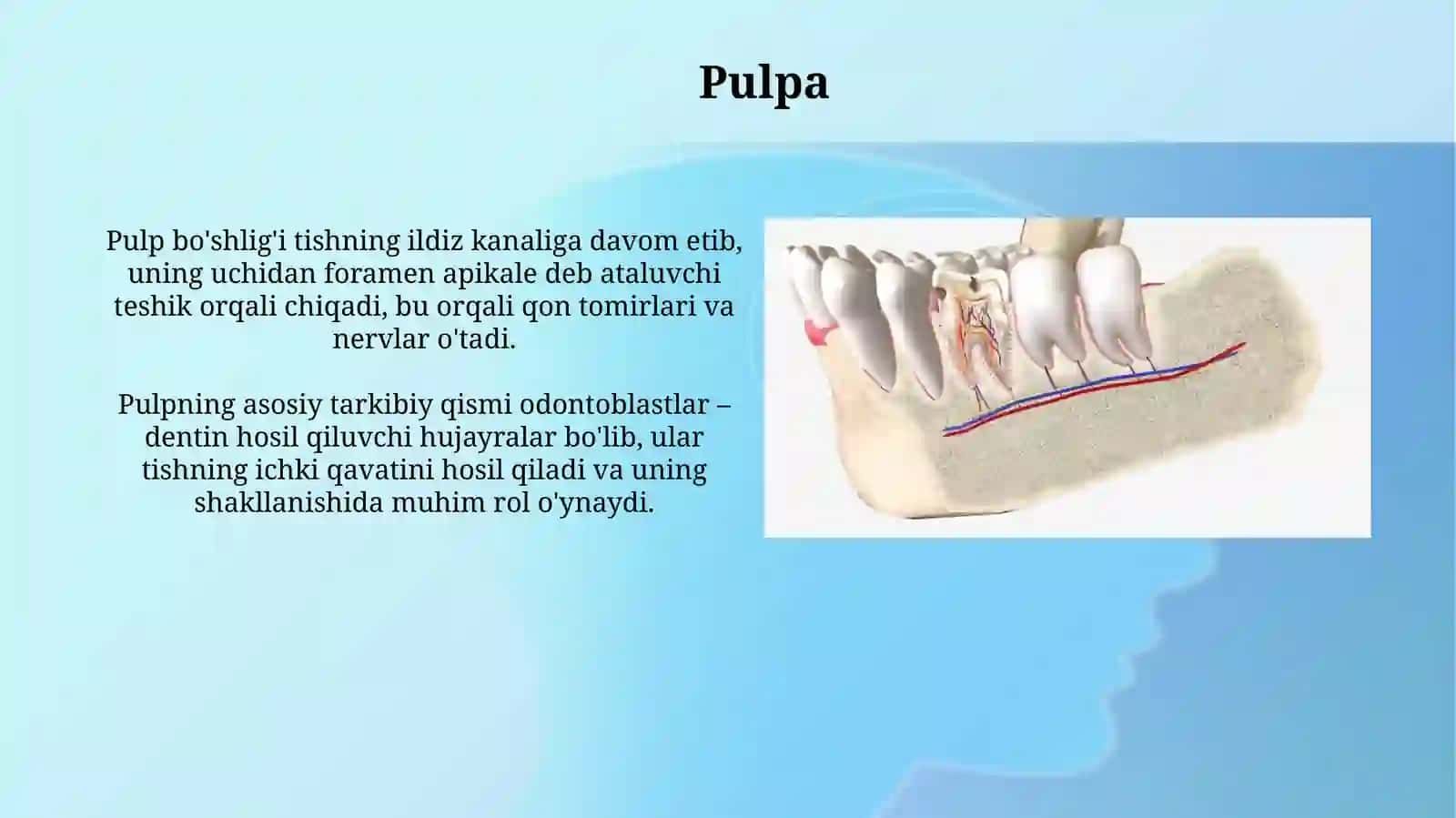 Tishlarning anatamik tuzulishi 4