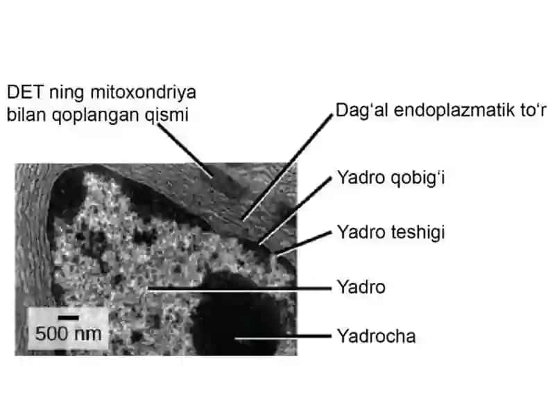HUJAYRA ORGANOIDLARI 4