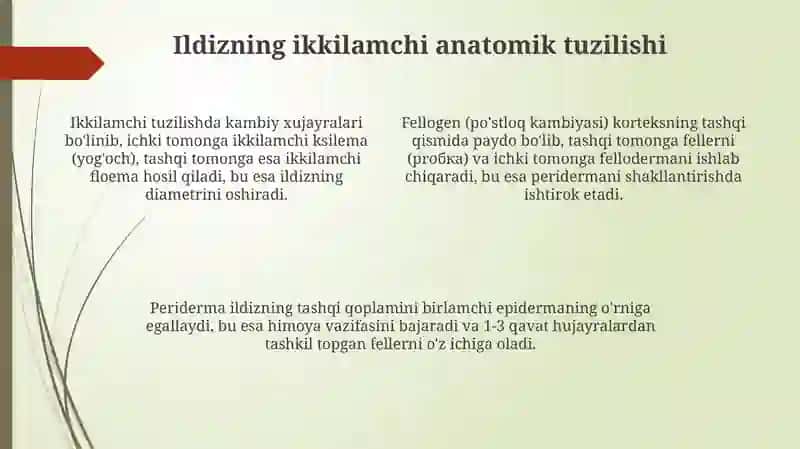 Ildizning birlamchi anatomik tuzilishi 4