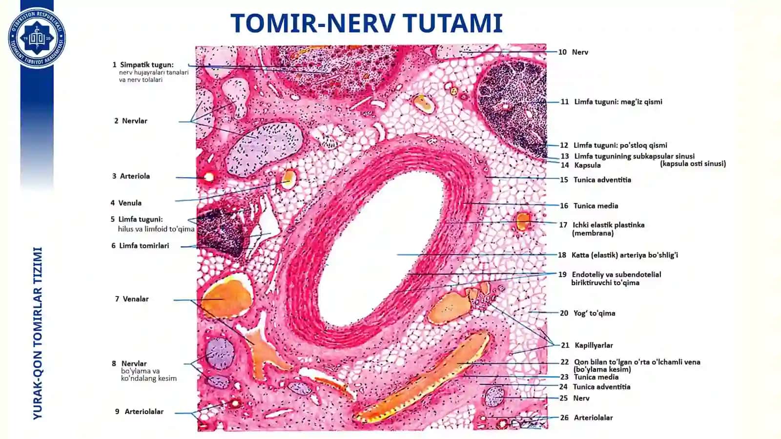 YURAK-QON TOMIRLAR TIZIMI 4