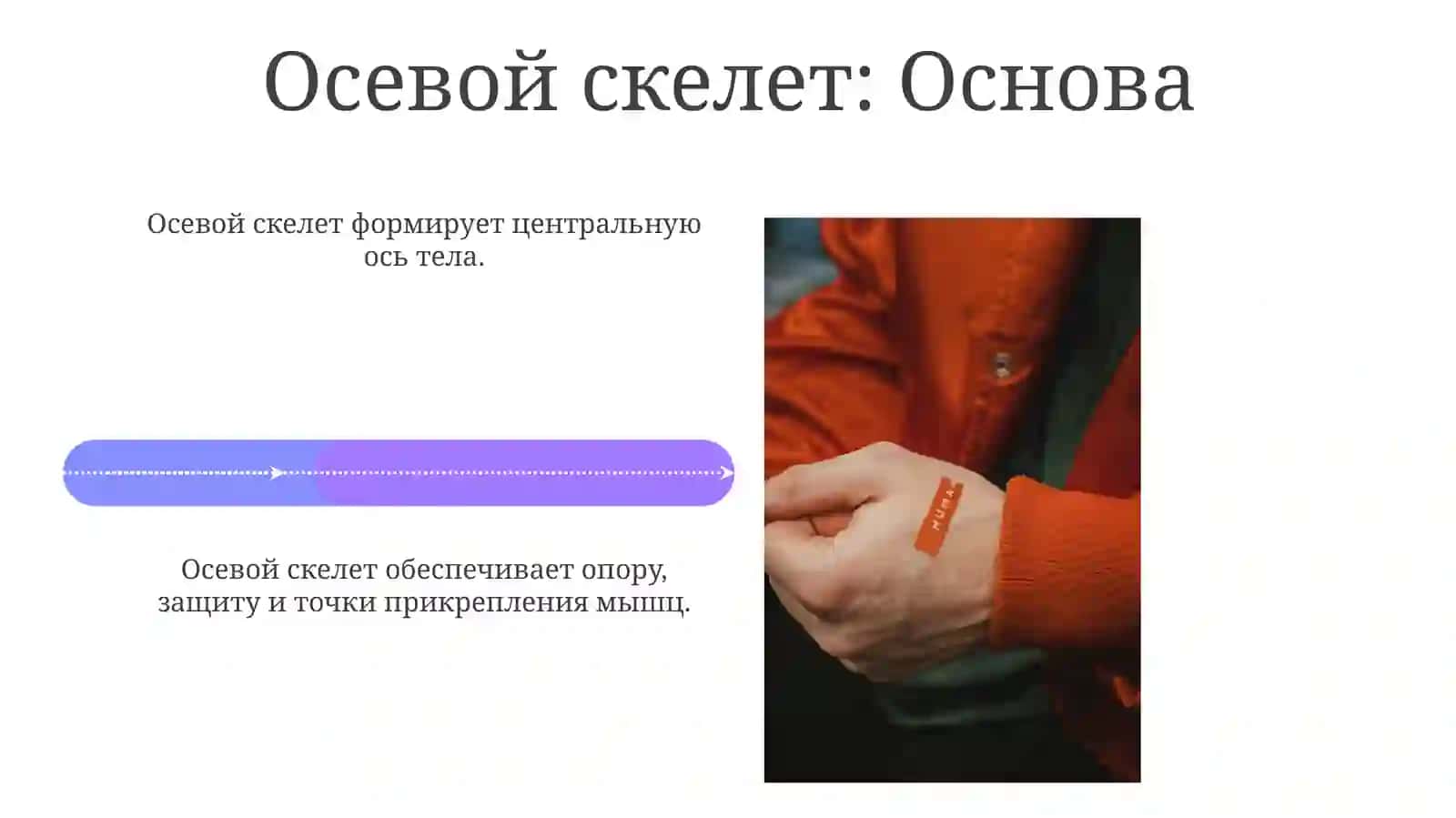 слайдоскелетечеловека 4