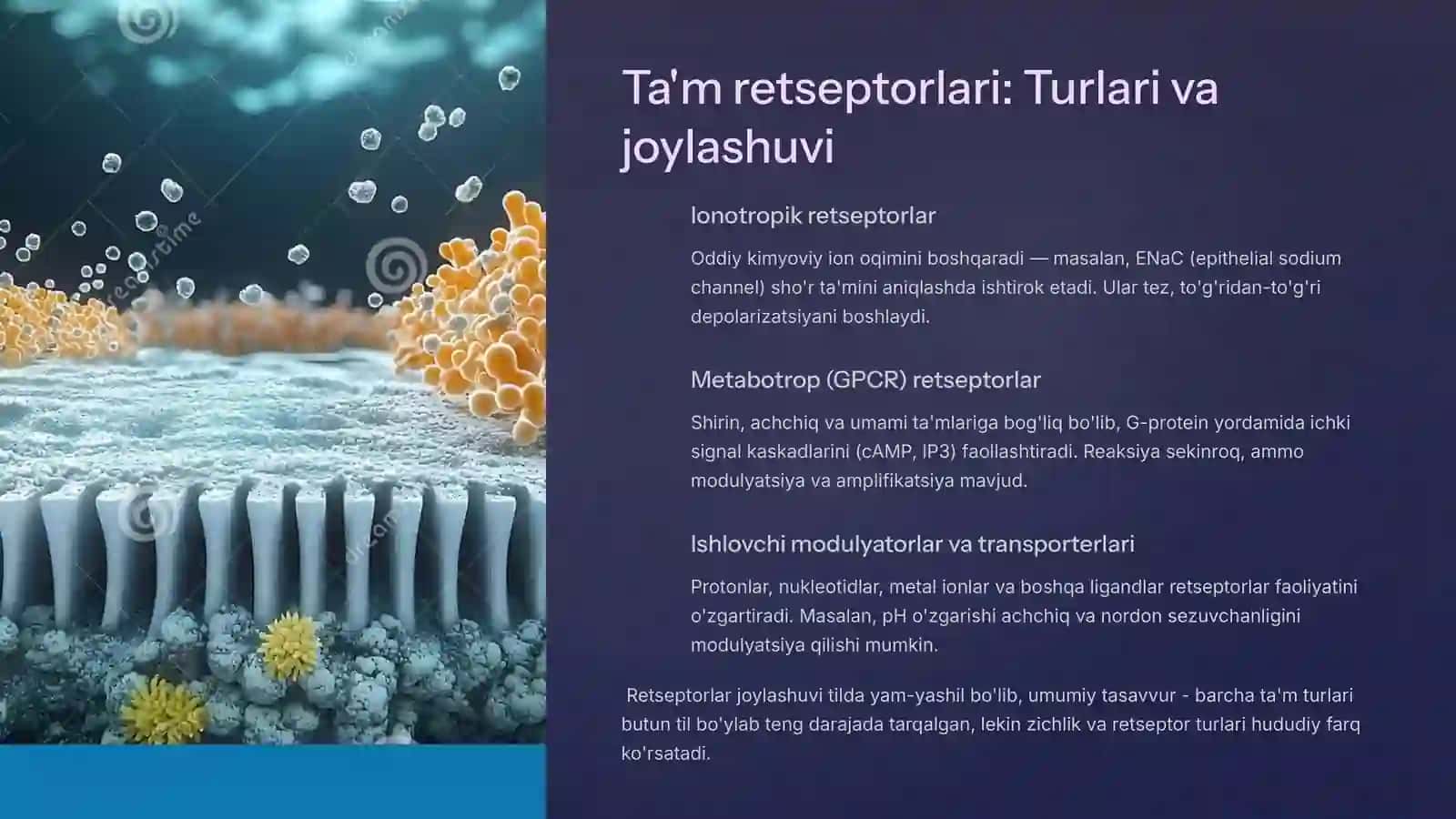 Ta'm bilishning biokimyoviy asoslari 4