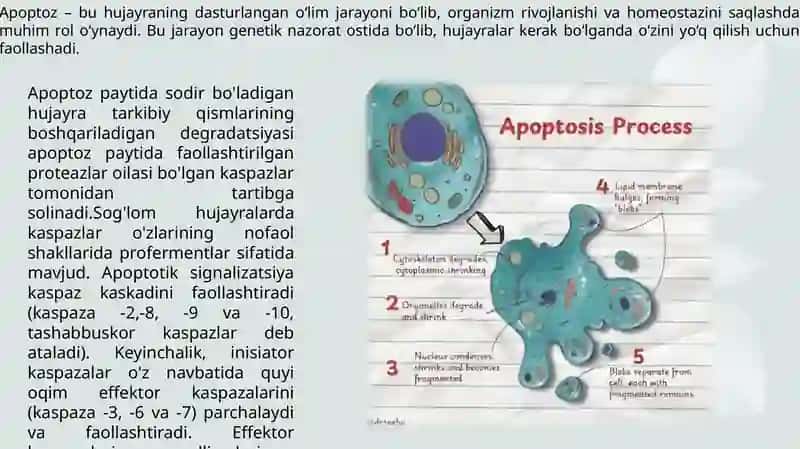 Apoptoz va Nekroz 4
