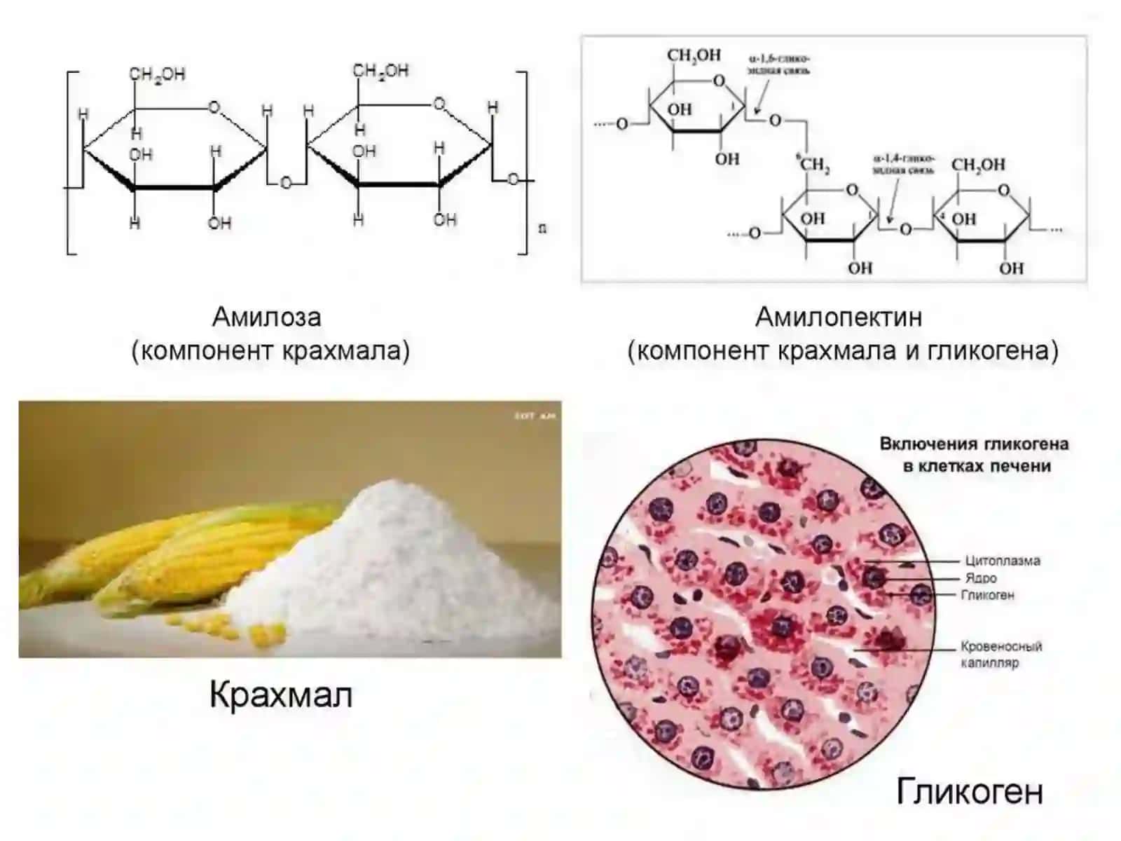 Углеводлар 4