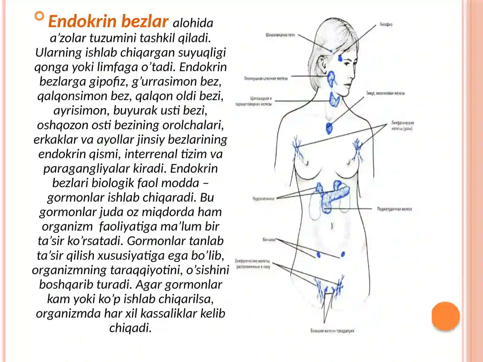 Ekzokrin va endokrin a’zolar haqida tushuncha 4