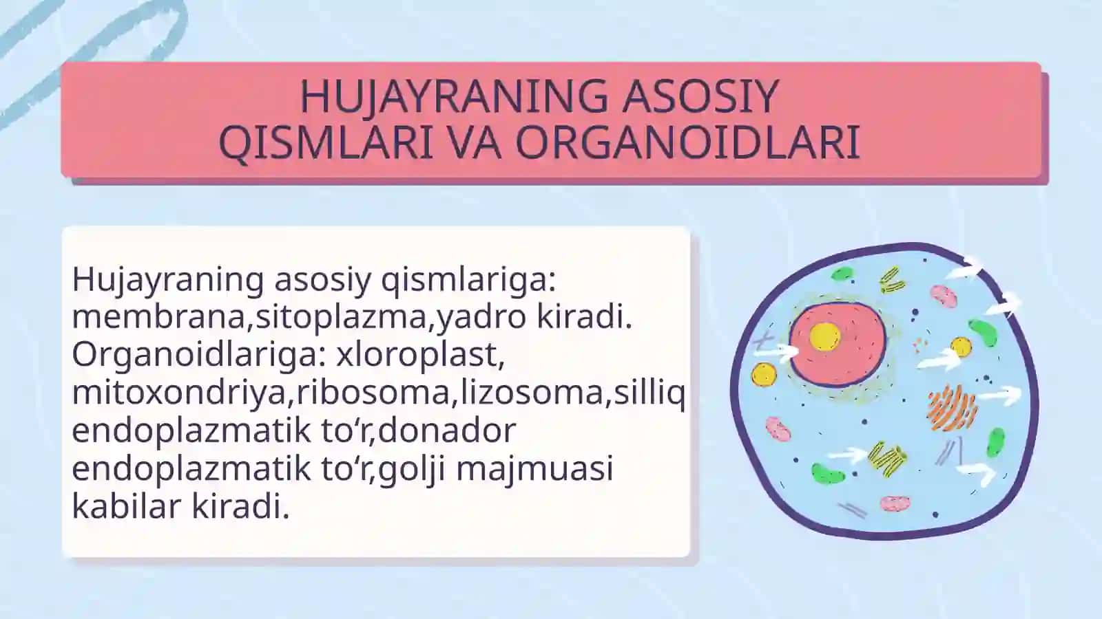 HUJAYRA QOBIG‘I.SITOLEMA.SITOPLAZMA YADRO,ORGANOID VA KIRITMALAR 4