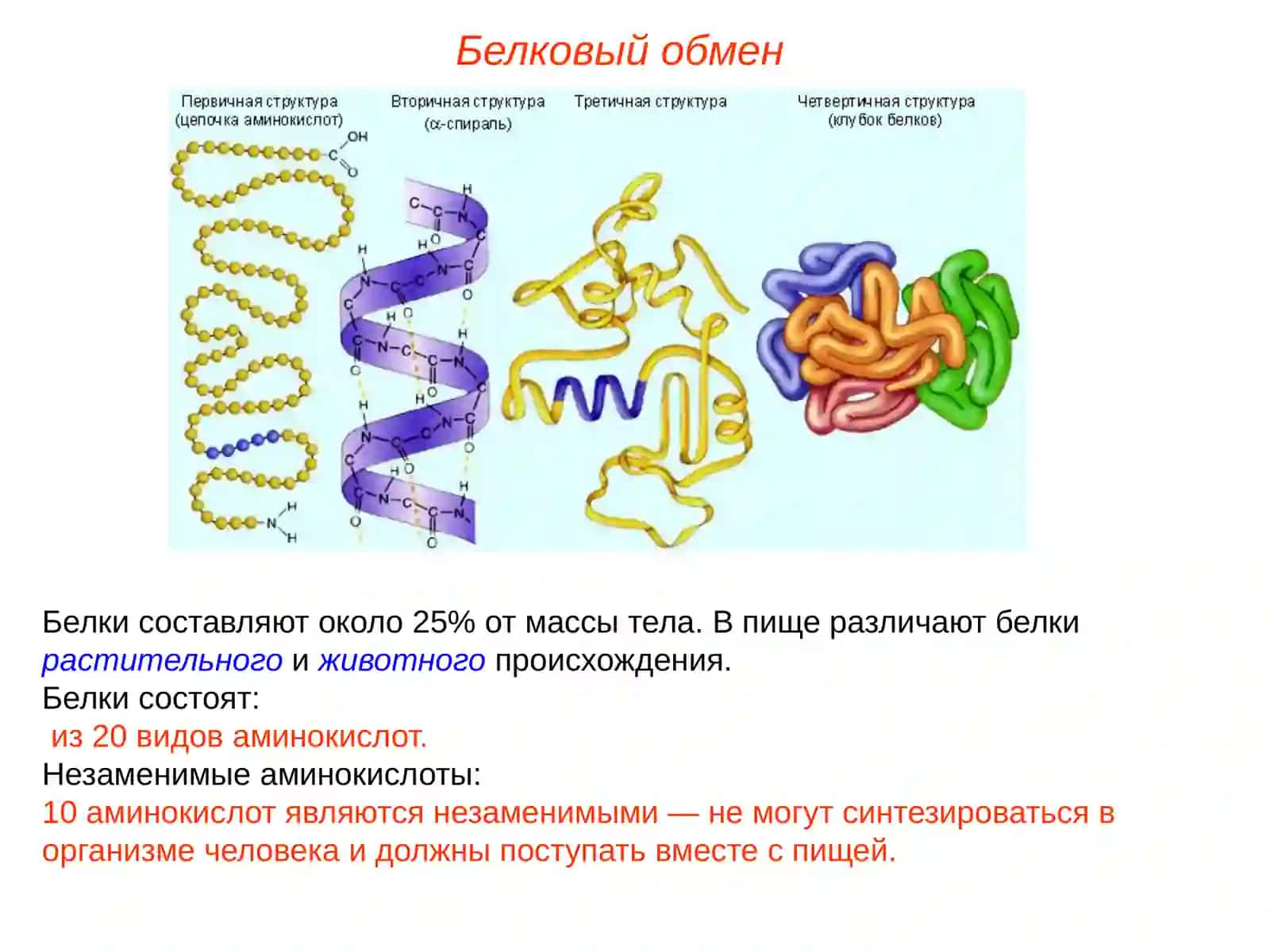 Обмен веществ. Витамины(лекция) 4