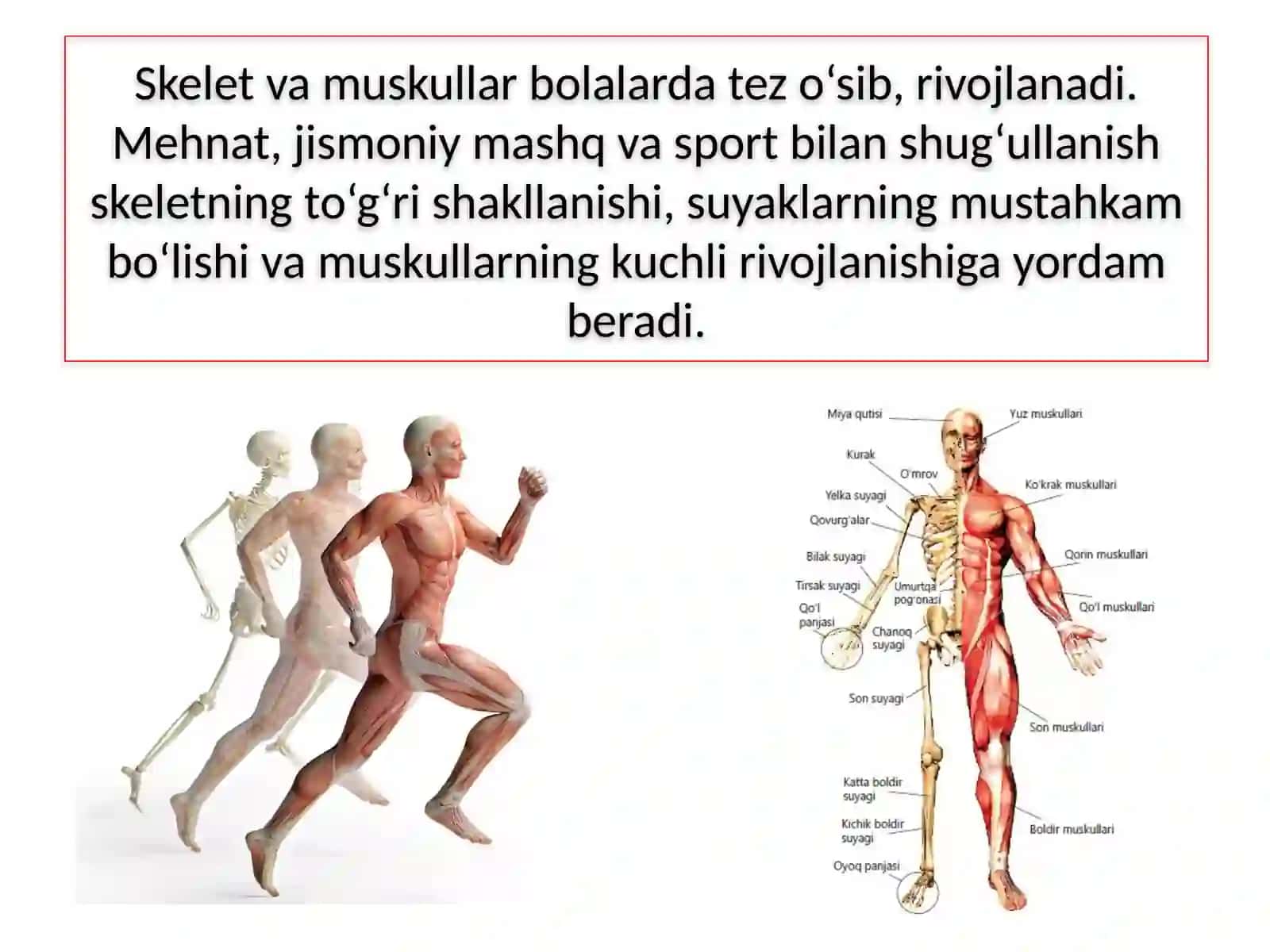 ODAMNING TAYANCH-HARAKAT SISTEMASI 4