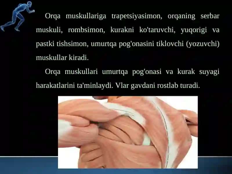 Qo’l va oyoq muskullarining tuzilishi 4