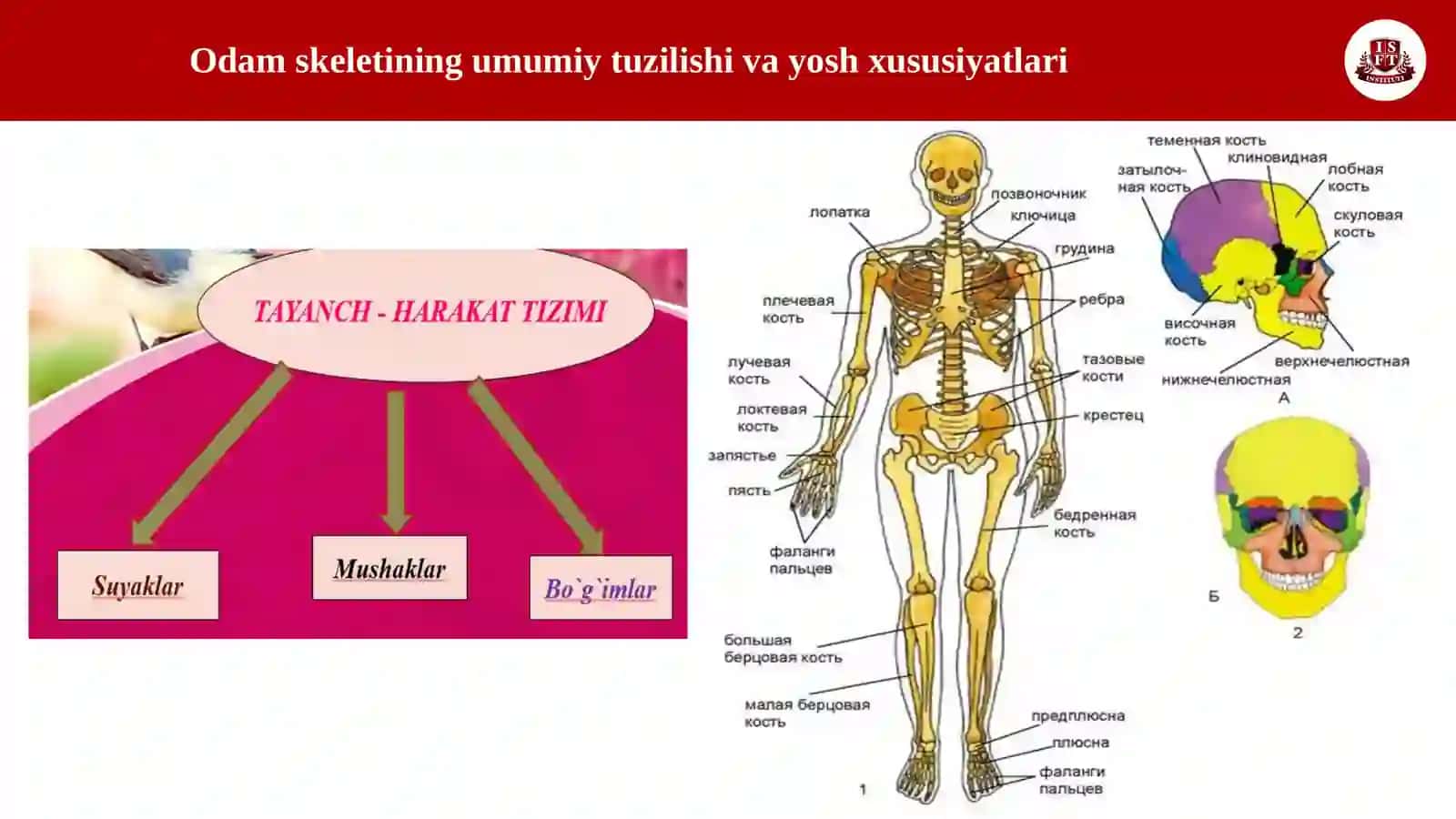 TAYANCH HARAKAT APPARATINING AHAMIYATI VA VAZIFASI. ODAM SKELETINNIG UMUMIY TUZILISHI 4