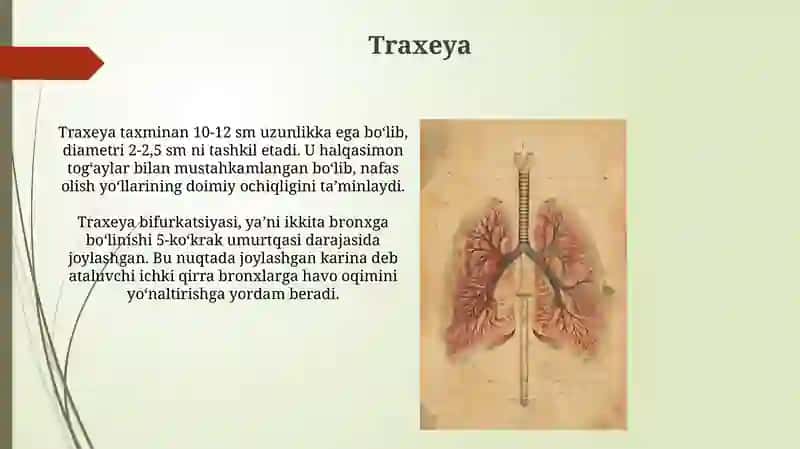 Nafas olish sistemasi 4
