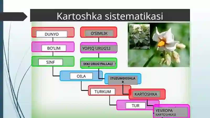 Tirik organizmlar klassifikatsiyasi 4