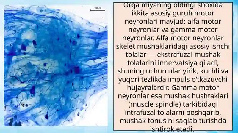 orqa miya harakatlantiruvchi neyronlarining turlari 4
